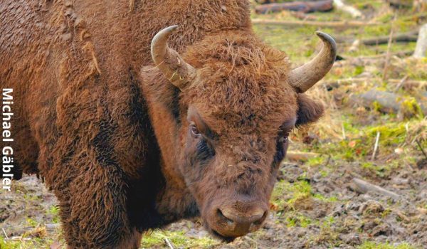 Bisonte europeo hd (1)