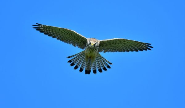 FALCON fly - 1