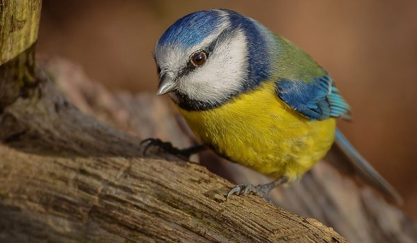 blue tit